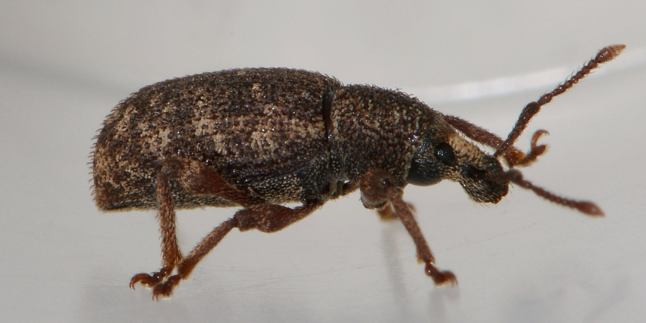 Otiorhynchus cf. singularis - Curculionidae